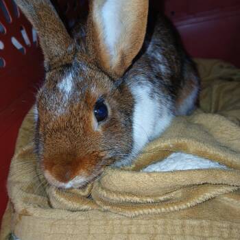 New Zealand and Satin Rabbits Available for Adoption in Dearborn, Missouri - Sahara | PetCurious