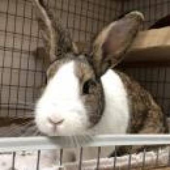 Sandy (SAB Alum) -  Dutch Rabbit for Adoption in Mill Valley, California - Sandy (SAB Alum) | PetCurious