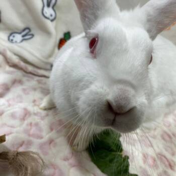 Rescue American Rabbits for Adoption in Puslinch, Ontario - Alice | PetCurious