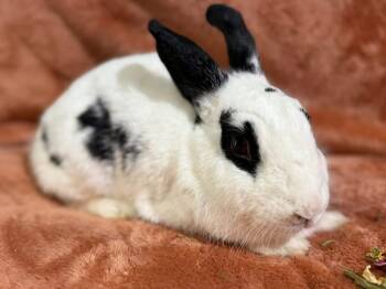 Rescue New Zealand Rabbits for Adoption in Saint Charles, Missouri - Bahama Mama | PetCurious