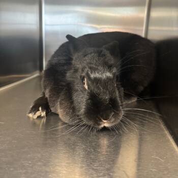 Rescue American Rabbits for Adoption in Parkersburg, West Virginia - Midnight | PetCurious