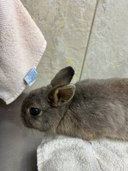 American Rabbits Available for Adoption - Bartholomew | PetCurious