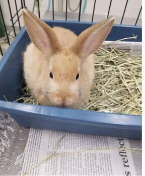 Bunny Rabbit Rabbits Available for Adoption - Boss | PetCurious