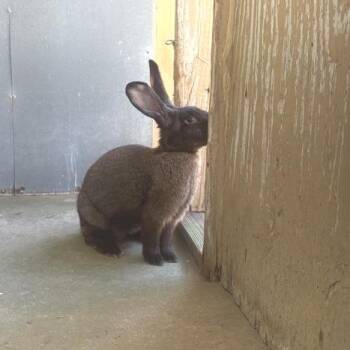Snuggle Sprout -  American Rabbit for Adoption in Freeport, Florida - Snuggle Sprout | PetCurious