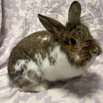 Pitaya -  Bunny Rabbit Rabbit for Adoption in West Olive, Michigan - Pitaya | PetCurious