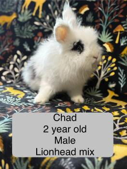 Rescue Lionhead Rabbits for Adoption in Howell Township, New Jersey - Chad | PetCurious