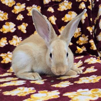 Chamomile -  American and Palomino Rabbit for Adoption in Evansville, Indiana - Chamomile | PetCurious