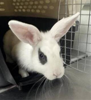 Bunny Rabbit Rabbits Available for Adoption in Camarillo, California - SID | PetCurious
