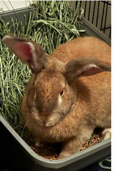 Rescue Lionhead and American Rabbits for Adoption in Little Rock, Arkansas - Buddy And Reba | PetCurious