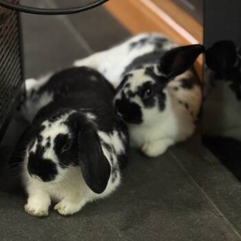Rescue Mini Lop and English Spot Rabbits for Adoption in Bismarck, North Dakota - Douglas | PetCurious