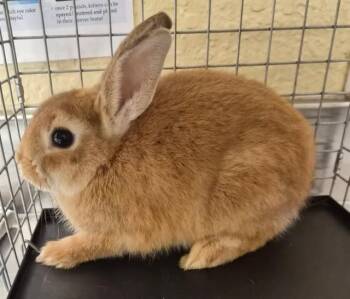KYLE -  Bunny Rabbit Rabbit for Adoption in Fort Myers, Florida - KYLE | PetCurious