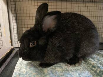 Rescue Bunny Rabbit Rabbits for Adoption in Sarasota, Florida - A694567 | PetCurious