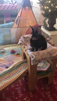 Rescue Rex Rabbits for Adoption in Palatine, Illinois - Elgin | PetCurious