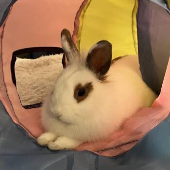 Katrina -  Lionhead Rabbit for Adoption in Richmond, California - Katrina | PetCurious
