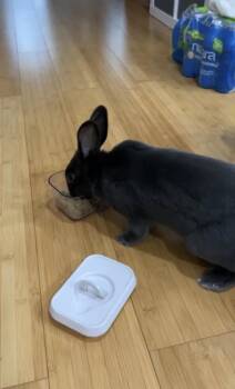 Mochi -  American Rabbit for Adoption in Plumsted, New Jersey - Mochi | PetCurious