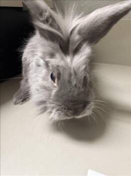 AUNDY -  Bunny Rabbit Rabbit for Adoption in Las Vegas, Nevada - AUNDY | PetCurious
