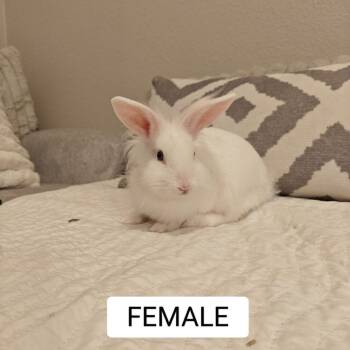 Callisto -  Lionhead and Dutch Rabbit for Adoption in Wekiwa Springs, Florida - Callisto | PetCurious