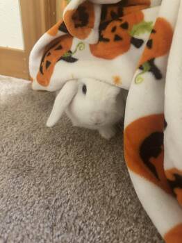 Sgt. Reginald Fluffernutter -  Holland Lop Rabbit for Adoption in Ferndale, Washington - Sgt. Reginald Fluffernutter | PetCurious