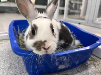 Poseidon -  Bunny Rabbit Rabbit for Adoption in Westford, Massachusetts - Poseidon | PetCurious