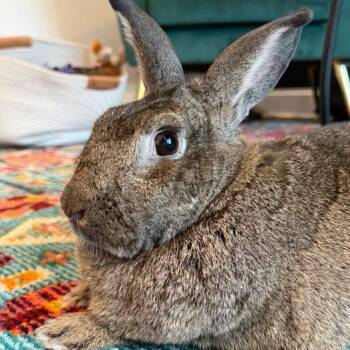 Bunana -  Chinchilla Rabbit for Adoption in Huntsville, Alabama - Bunana | PetCurious