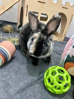 Eclipse -  Mini Rex Rabbit for Adoption in Nashville, Tennessee - Eclipse | PetCurious