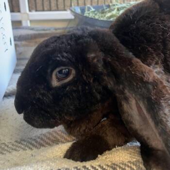 Bunny Rabbit Rabbits Available for Adoption - Flanders | PetCurious