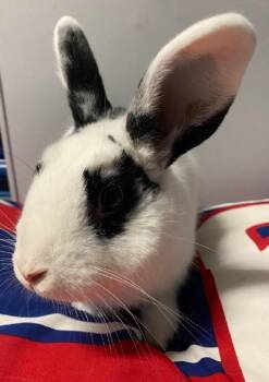 Rescue Bunny Rabbit Rabbits for Adoption in Wekiwa Springs, Florida - Gelato | PetCurious