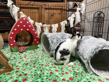Hopper Lane -  English Lop Rabbit for Adoption in Little Rock, Arkansas - Hopper Lane | PetCurious