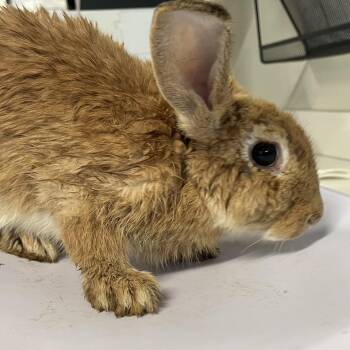 Mopsy -  American Rabbit for Adoption in Tampa, Florida - Mopsy | PetCurious