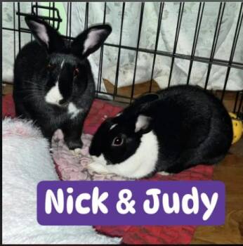 Nick & Judy (bonded pair) -  Dutch Rabbit for Adoption in Huntsville, Alabama - Nick & Judy (bonded Pair) | PetCurious