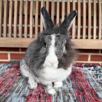 Matilda -  Lionhead Rabbit for Adoption in Baltimore, Maryland - Matilda | PetCurious