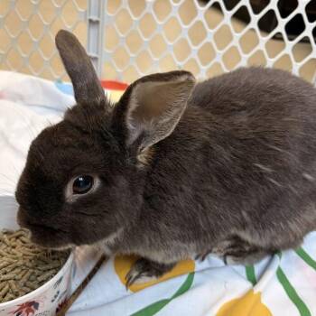 Cadbury -  Mini Rex Rabbit for Adoption in Marshall, Virginia - Cadbury | PetCurious