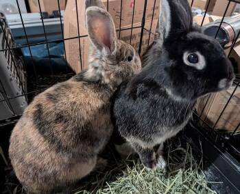 Harvey & Minerva -  Bunny Rabbit Rabbit for Adoption in Washington Mills, New York - Harvey & Minerva | PetCurious