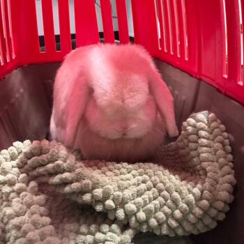 Callie -  Holland Lop Rabbit for Adoption in Tampa, Florida - Callie | PetCurious