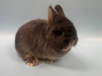 Netherland Dwarf Rabbits Available for Adoption - Nimbus | PetCurious