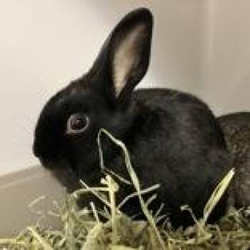 Denny -  Bunny Rabbit Rabbit for Adoption in Hilliard, Ohio - Denny | PetCurious