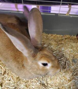 61647722 -  Bunny Rabbit Rabbit for Adoption in El Paso, Texas - 61647722 | PetCurious