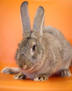 CATAMARAN (0697) -  Bunny Rabbit Rabbit for Adoption in Bridgeport, Connecticut - CATAMARAN (0697) | PetCurious