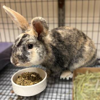 Baby- 51988 -  Harlequin Rabbit Available for Adoption in Columbia, Maryland - Baby- 51988 | PetCurious