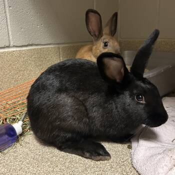 Bets -  Mini Rex Rabbit for Adoption in Bristol, Indiana - Bets | PetCurious