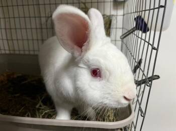 Dartanian -  New Zealand Rabbit for Adoption in Pflugerville, Texas - Dartanian | PetCurious