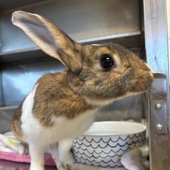 Monkichi -  Dutch Rabbit for Adoption in Richmond, California - Monkichi | PetCurious