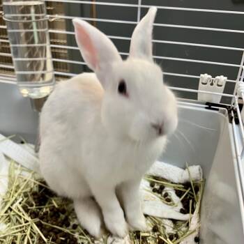 1323-M26 -  American Rabbit for Adoption in Port Charlotte, Florida - 1323-M26 | PetCurious