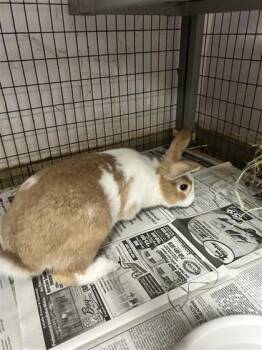 Rescue American Rabbits for Adoption in Largo, Florida - French Fries | PetCurious