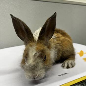 American Rabbits Available for Adoption - Bugs Bunny | PetCurious