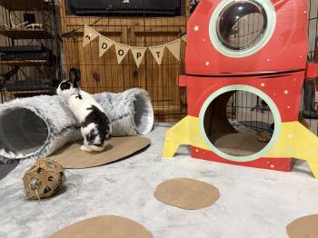 Rescue Rex and Bunny Rabbit Rabbits for Adoption in Little Rock, Arkansas - Blossom | PetCurious