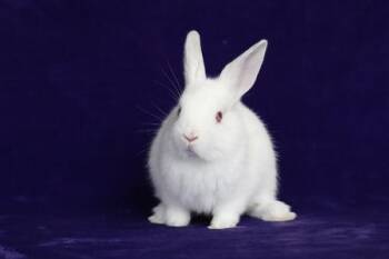 Himalayan Rabbits Available for Adoption in Santa Cruz, California - Oak (Mati) | PetCurious