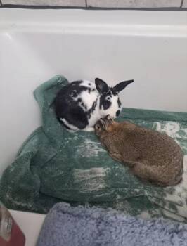Brownie and Darya -  English Spot Rabbit for Adoption in Waynesboro, Virginia - Brownie And Darya | PetCurious