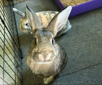 Desi & Lucy -  Bunny Rabbit Rabbit for Adoption in Washington Mills, New York - Desi & Lucy | PetCurious