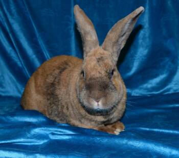 Harlequin Rabbits Available for Adoption in Chesterfield, Missouri - Vulcan | PetCurious